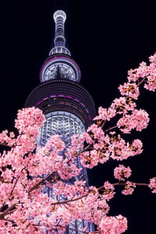 Sakura,Tokyo Skytree,Tokyo