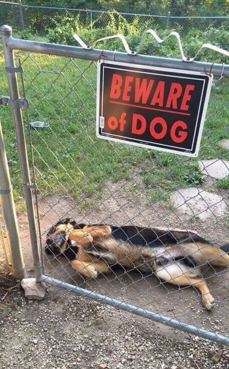 Porn awesome-picz:   Dangerous Dogs Behind “Beware photos