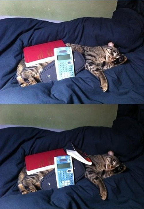 jaidefinichon:  Gatos qls les importa una mierda todo