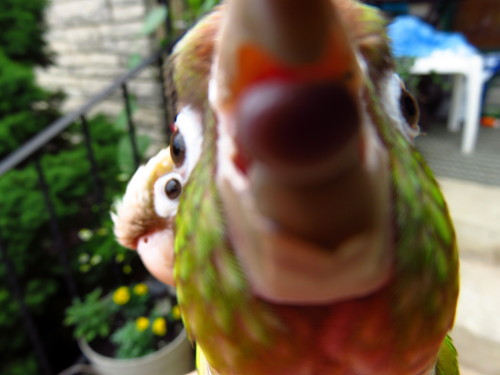 Yoshi licking things part 1: the camera lens