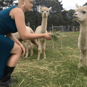 stefaniamodel:Alpaca heaven &lt;3 &lt;3 &lt;3
