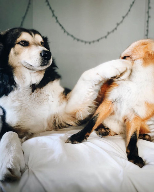 awesome-picz:    Pet Fox Becomes Best Friends With A Dog.
