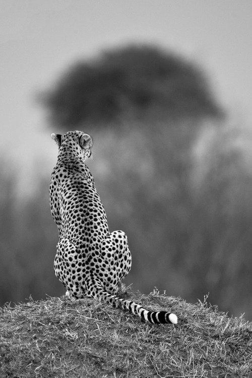 mcilveen:  b&w blog 