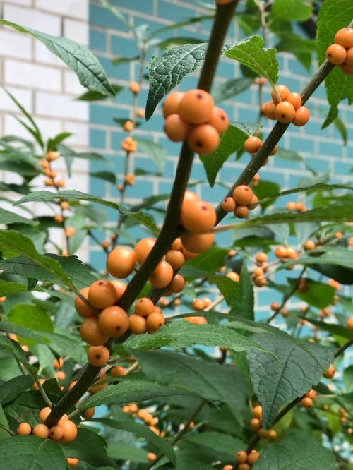 jillraggett: Plant of the Day Wednesday 24 October 2018 A yellow berried cultivar of a deciduous hol