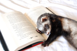 read-and-be-merry:  the-book-ferret:  Some