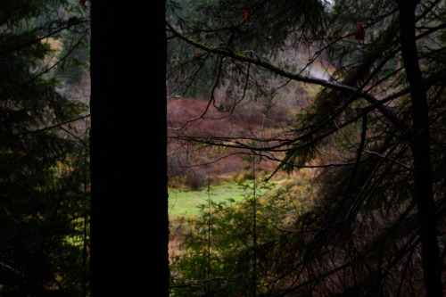 darkcoastphotography: 'Revet I Stykker'Hemer Provincial Park, Vancouver Island, British Columbiatumb