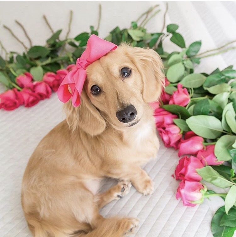 friendly-animals:  (Source)