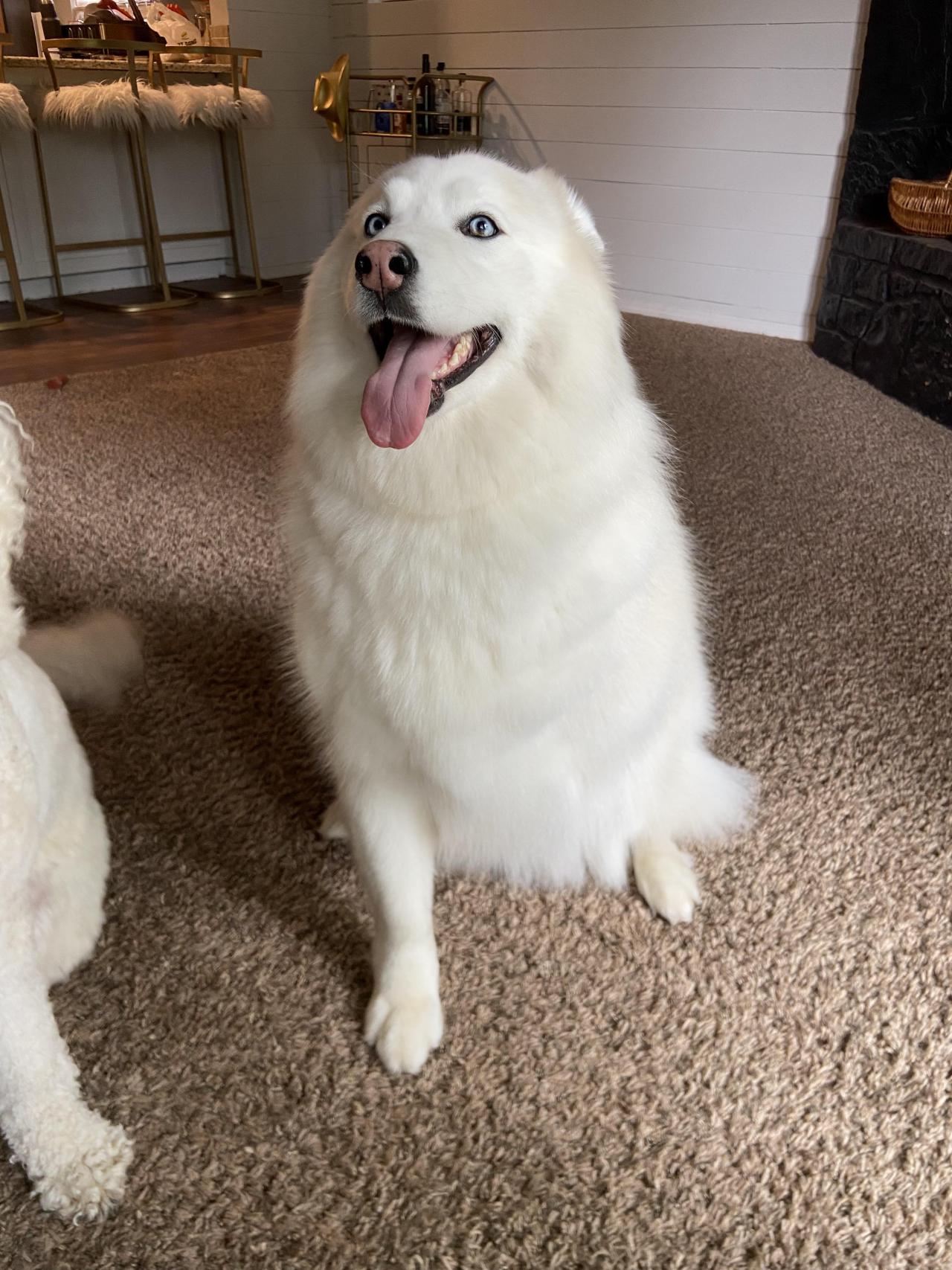 My legged Samoyed Mix, Lily!