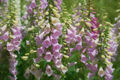 abloomaday: Foxgloves