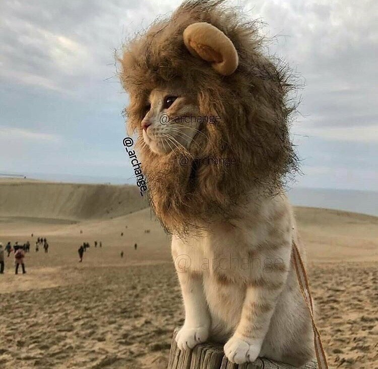 friendly-animals:(Source)