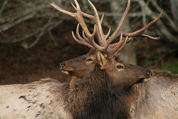 marjoleinhoekendijk:  ancientdelirium:  Grandson took this one by calljohn1 on Flickr.   ☽♡☾ Pagan, Viking, Nature and Tolkien things ☽♡☾