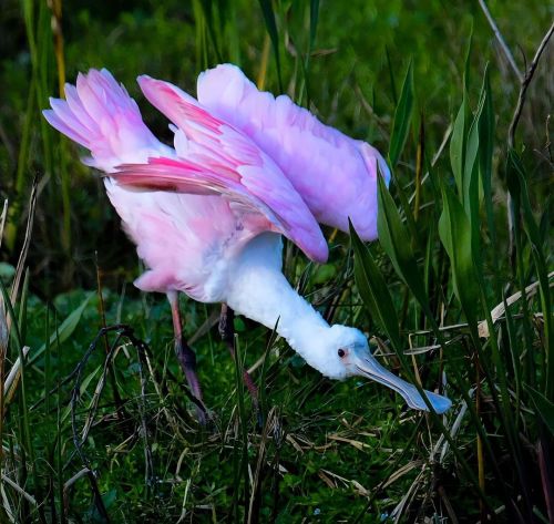 minicy: birdblues:Roseate Spoonbill [ID: A photo of a roseate spoonbill, a pink and white aquatic bi