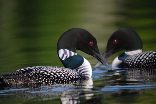 typhlonectes:Two Common Loons (Gavia immer) on the water in the far Northern U.S.photograph by Gary 