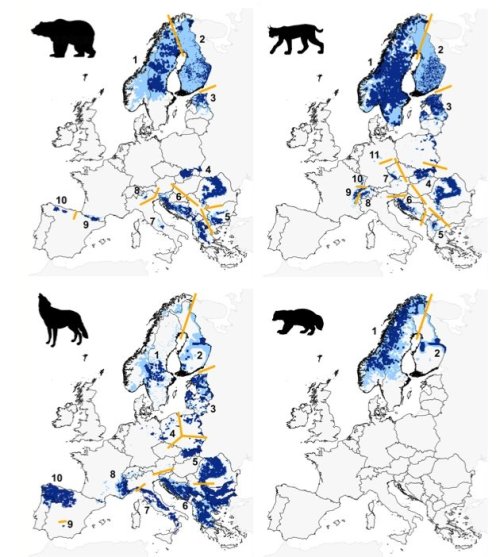 rhamphotheca:Europe Is a “Great” Place to Be a Large Meat-EaterIn a rare success story for wildlife,