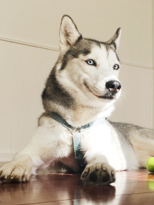 awwww-cute:  My husky has apparently learned to smirk
