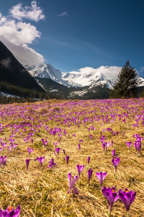 expressions-of-nature:Polana Chochołowska, Kiry, Poland by Dawid Zawila