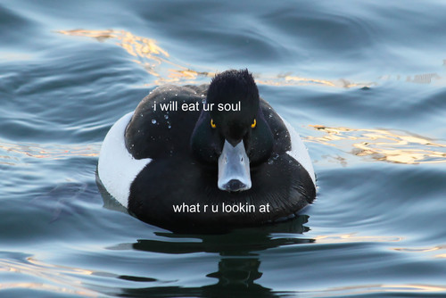 alice-the-koala:miggylol: I googled “angry duck” and I’m really glad I did