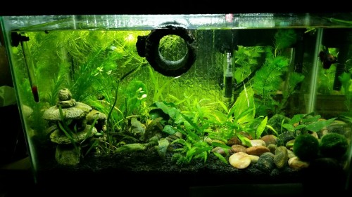 supernova-betta:ultra-mangos:supernova-betta:Super green aquarium! I got new plants. don’t even know