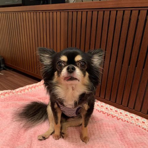 #dog #chihuahua #ちわわ www.instagram.com/p/CE_slnTDP6G/?igshid=1sm7q2nfbtnx8