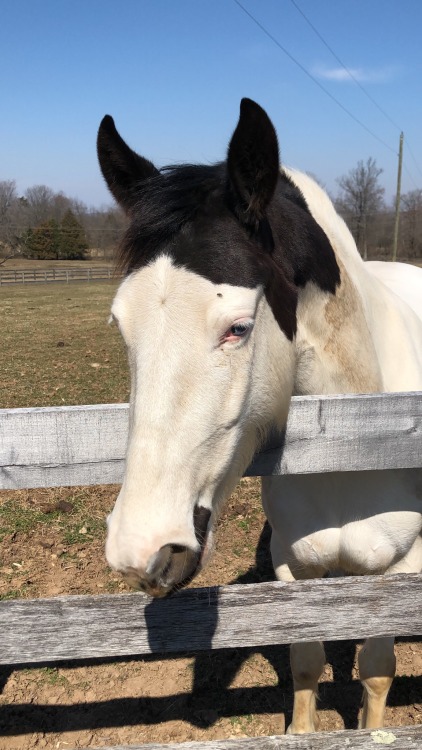 thehackneypony:chalk was ✨so✨ good today!! really proud of the calm she showed today and how much effort she put into relaxing undersaddle for me. her constant ability to remember things we’ve worked on only once briefly, and still manage to try