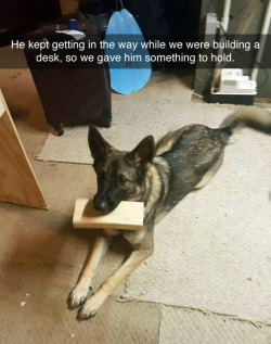 tastefullyoffensive:  Such a good helper. (via checoburger)  @empoweredinnocence