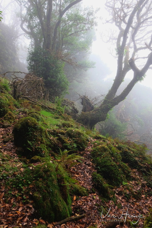 uwhe-arts:cloudforest - laurisilva fanal | uwhe-arts