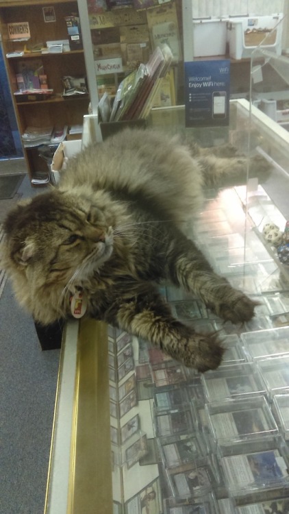 lanternmoth:andbobtoo:Hello tumblr, my name is Bob Too! I’m a Maine Coon cat currently living 