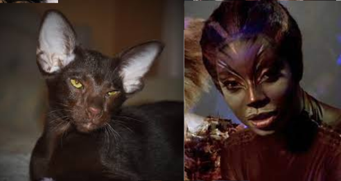 Jelicle Cats As Real Cats! The Queens