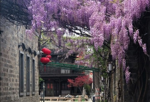 fuckyeahchinesegarden:Wisteria flowers in a hutong