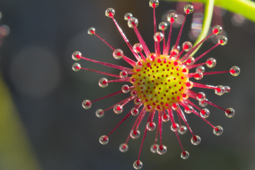 Pale rainbow sundew (Drosera pallida) in Perth, AustraliaJohn Anderson