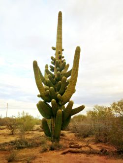 sunfl0werpetal:  esotericia:  When you explore deep into the desert, you find magic. Tucson, Arizona.   nature//positivity