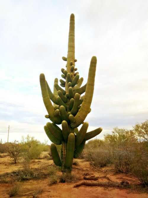 esotericia:  When you explore deep into the desert, you find magic. Tucson, Arizona. 