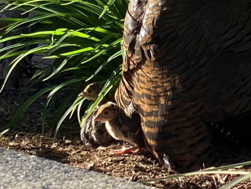 Came face to face with a mother turkey and a LOT of little poults at work today!  (Like, seriously, 