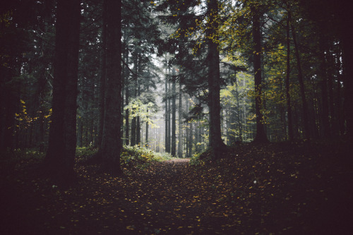 { Autumn Wandering }