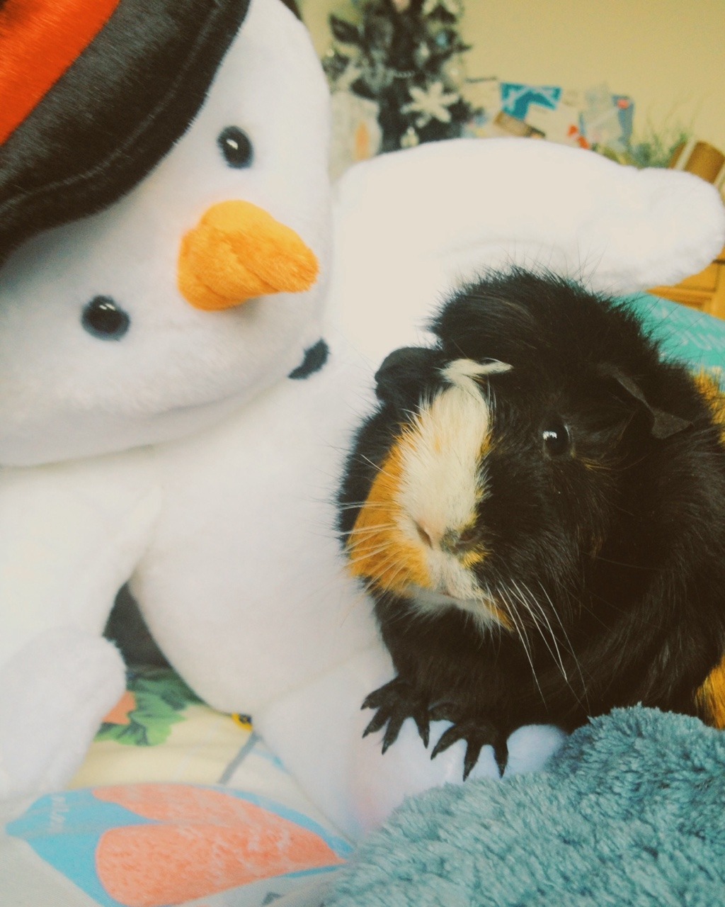 eleanorlouisemills:  Boo is loving life rn. His first christmas🎄🎁🎀💥