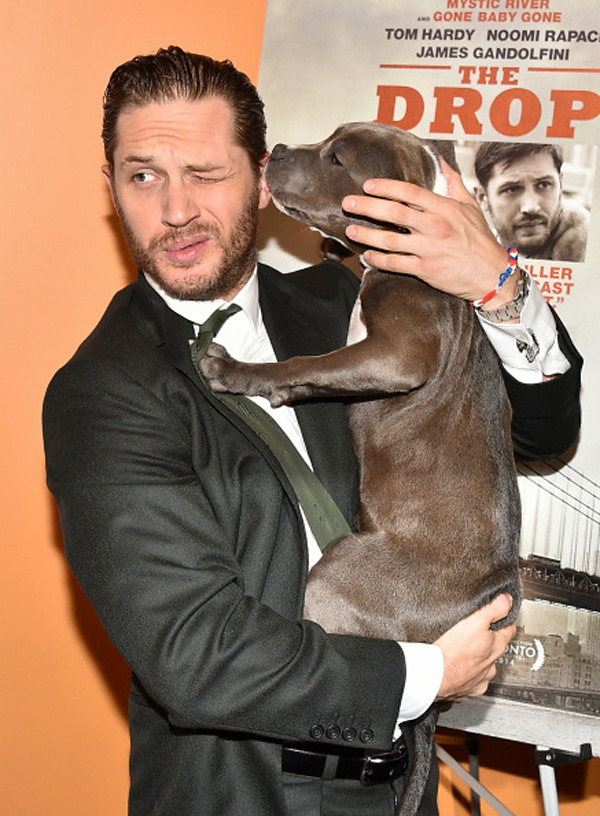 tomhardyvariations:  Tom and ‘Rocco’ at “The Drop” New York Premiere at