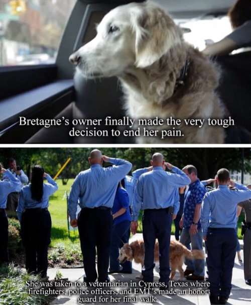 hawkeyedflame:  fuckyeah-nerdery:  thefiveandahalfminutehallway:  ronpaulproblems:  I’m not crying you’re crying   Always remember the 9/11 Search and Rescue dogs.  So many of them became depressed and distraught because they were trained to find