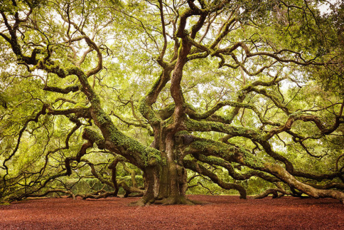 CultureIMAGES: Stunning Trees 125+ Year Old Rhododendron Tree, Ladysmith, British Columbia, Canada  