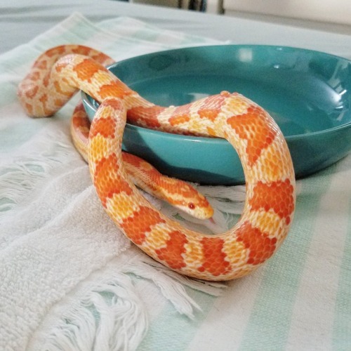 New skin!So bright!