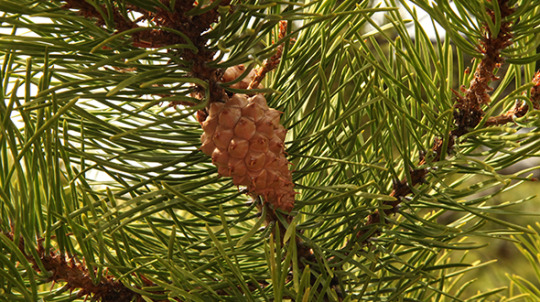 Marietta ga landscape trees include lodgepole pines