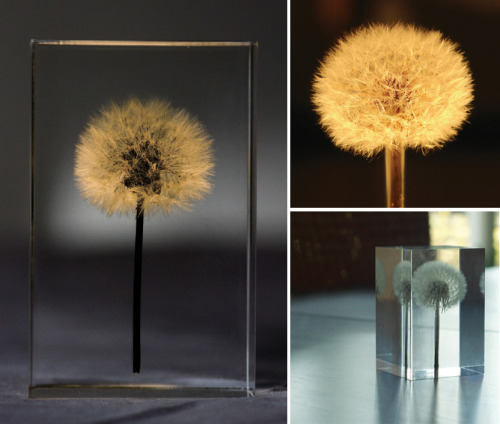 Dandelions embedded in acrylic blocks, with little lights in the stem. - by Takao Inoue~Japanese art