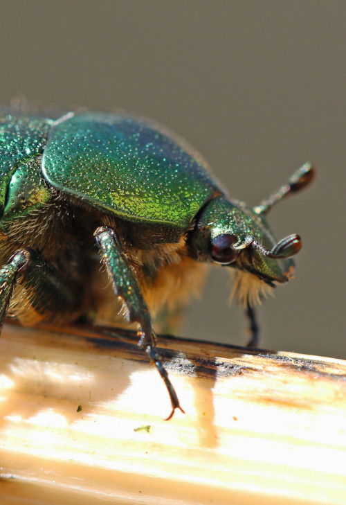 The adventures of a rose chafer.