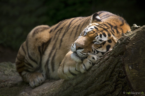 vurtual:tiger dreams (by Daniel Münger)