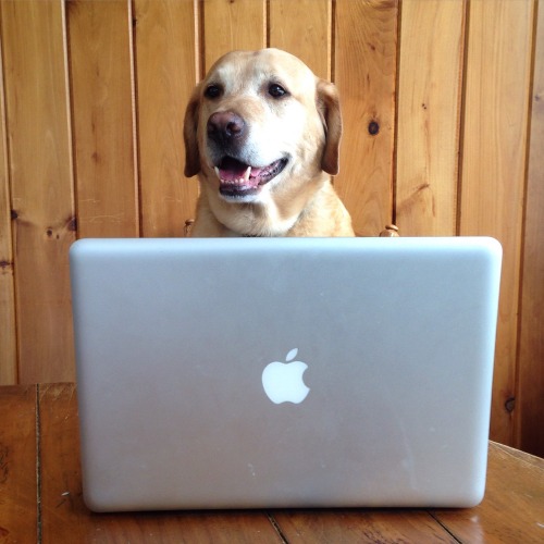 yellow lab