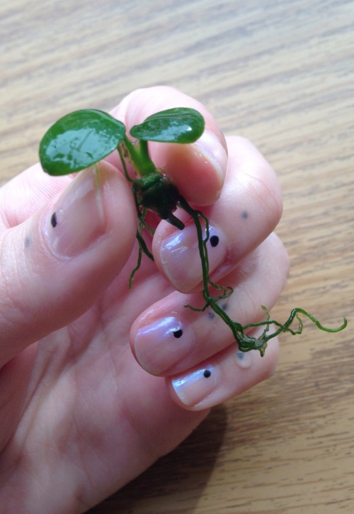 2.15.16 - One of the smallest plants I have - an Anubias sprig from a bigger plant I used to have. M