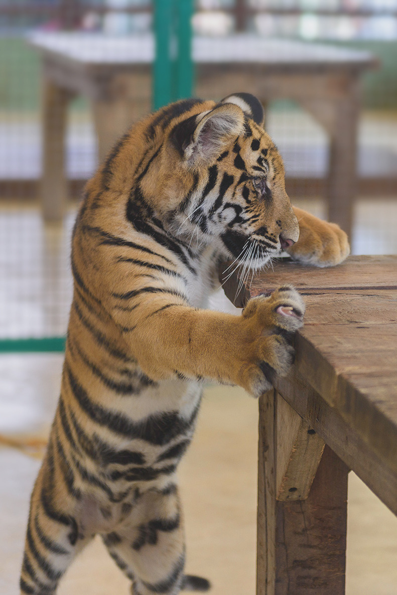 captvinvanity:    Is this my breakfast?  | Photographer | CV