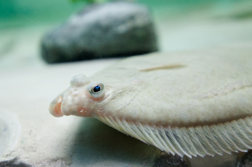 マリンピア松島水族館のサカナ達。ほとんどはこの後に新しく出来た仙台うみの杜水族館に移され、展示されています。