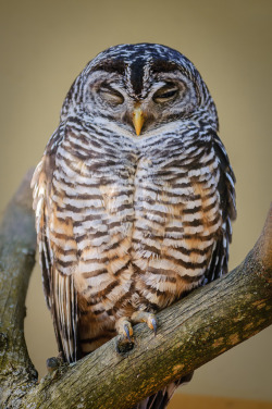 owlsday:  Chaco Owl by Karsten May on Flickr.