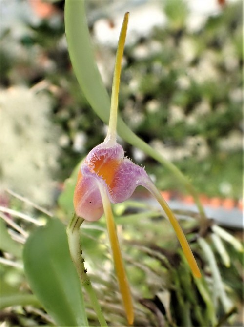 orchid-a-day:Masdevallia paivanaSyn.: Masdevallia asperaAugust 8, 2021