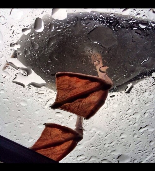 breaktotheotherside: just-call-me-darling: stunningpicture: There’s a duck on my sunroof. !!! 